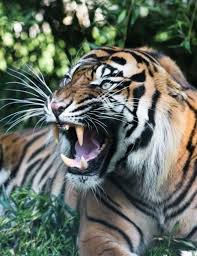 Pin By Barbara Palvin On My Tiger Animals Wild Wild Cats Warrior Cats