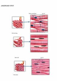 Otot diklasifikasikan menjadi tiga jenis yaitu otot lurik, otot polos dan otot jantung. Jaringan Otot Pengertian Macam Fungsi Jenis Struktur