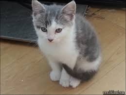 Both parents are available to view. Free Baby Kittens Online