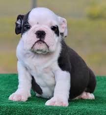 Black And White English Bulldog Puppy Mickey Is A Black And White Male English Bulldog Puppy American Born And Raised With Champion Lines Being Sold Bulldog English Bulldog Puppy English Bulldog