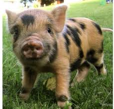 Pin By Caitlin Chandler On Animals Pet Pigs Cute Baby Pigs Cute Baby Animals