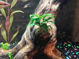 Maybe you would like to learn more about one of these? Anubias Nana Freshwater Aquarium Plant Flowering Watchplantsgrow