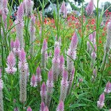 Flamingo Feather Celosia Dried Flower Premium Seed Packet Celosia Flower Flower Seeds Blooming Plants