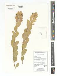 Image result for Tinnea coerulea