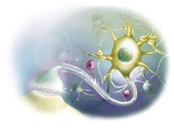 Plants and fungi do not have nerve cells. Parts Of A Neuron And How Signals Are Transmitted