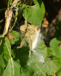 Image result for Pergularia daemia