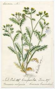 Image result for Senecio vulgaris