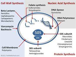 Antibiotic Classification Mechanism Basic Science Orthobullets