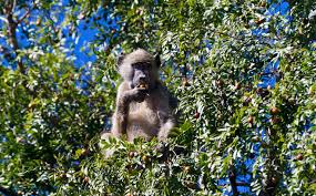 Image result for Xanthocercis zambesiaca