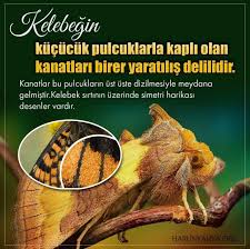 Esra Toprak Adli Kullanicinin Allah Mukemmel Yaratiyor Panosundaki Pin Kelebekler Desenler Tirlar