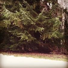 Campfires are allowed at homes that obtained a valid permit or in designated campsites. Clatsop State Forest
