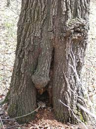 Today I discovered that a chipmunk has been living in the Penis tree by my  house, so now my Penis Tree has nuts as well. - Imgur