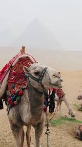 Ch 3 and she's already met two guys for no reason other than because she wanted to see one and the other just shows up. 81 Caravan Ideas In 2021 Camels Arabian Art Oriental Art