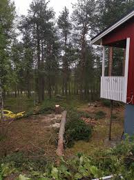 Image result for site:byggahus.se trädfällning
