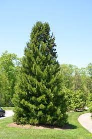 Unusual Forms Of Umbrella Pine Are Really Cool What Grows There Hugh Conlon Horticulturalist Professor Lecturer And Gardener
