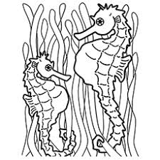 Free printable seahorse coloring pages. Top 10 Free Printable Seahorse Coloring Pages Online