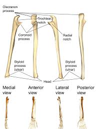 If you or someone you care for has sustained a fracture and are unable to. The Upper Limbs Human Anatomy And Physiology Lab Bsb 141