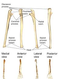 Maybe you would like to learn more about one of these? The Upper Limbs Human Anatomy And Physiology Lab Bsb 141