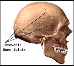 immoveable bone jt – Biology for Everybody