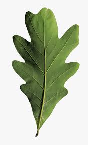 Image result for white oak leaf