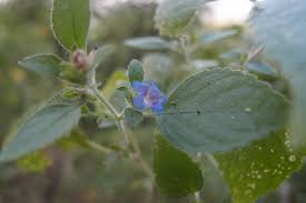 Image result for Dyschoriste radicans