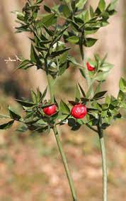 As you can see, the price of a bouquet of flowers varies. Ruscus Plant Care How To Grow Ruscus Plants In The Gardens