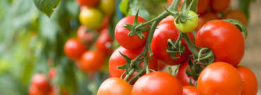 Da wir bei lubera einen besonderen akzent auf die Tomaten Pflege Tipps Zur Beliebten Gemusepflanze