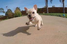 Maybe you would like to learn more about one of these? 15 Simple Tips For Getting A French Bulldog Puppy Checklist