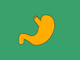 You're welcome to browse our website for additional information on this particular topic. Liver Anatomy Definition Symptoms And More