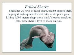 Discover amazing mariana trench facts, including location, depth, temperature & animals mariana trench facts, pictures and information. Unusual Animals In The Mariana Trench Online Presentation