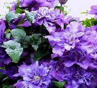 When i received the plant it was tagged as 'vyvyan pennell' also. Vyvyan Pennell Clematis 1 Gallon Trellis Vines Perennial Clematis All Gardener Direct