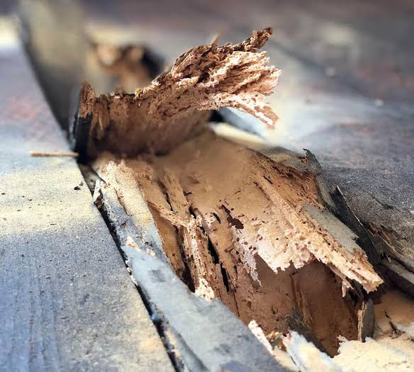 Woodworm Treatments | Yorkshire Specialists | FAQs & Costs