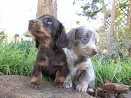 Wildwood Ridge Dachshunds Home Facebook