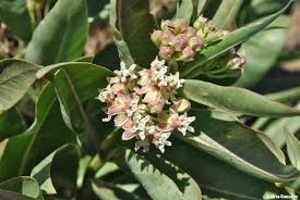 Image result for Asclepias meliodora