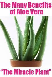 9 Surprising Benefits Of The One Houseplant Everyone Should Have Herbalism Medicinal Plants Aloe Vera