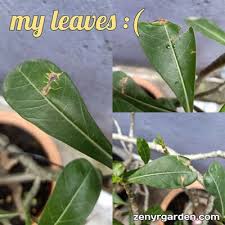 Trim and prune regularly leaving dead leaves in there won't improve the quality of the soil, it'll just allow pests a place to hide. 6 Common Issues With Desert Rose Possible Fixes