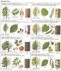 how can leaves identify a tree an amazing guide to leaf