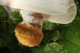 Image result for Eulophia hereroensis