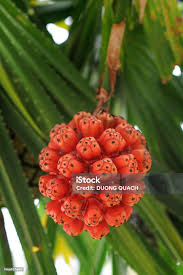 Image result for Pandanaceae