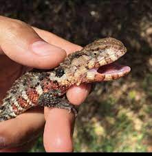 Chinese Crocodile Lizard Found In Southern China And Vietnam They Have Been A Species For Over 100 Million Years Rept Turtle Facts Lizard Endangered Animals