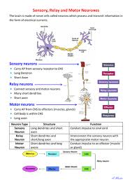 The sensory neuron passes the signal on to a relay neuron in the spine, which in turn passes the there are more than 100 billion relay neurons in the human body, and most of them are in the brain. Sensory Relay And Motor Neurons Teaching Resources