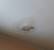 Black Spots On Ceiling