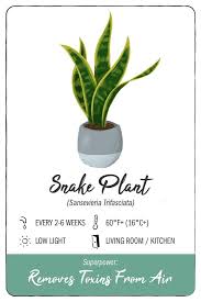 Having a cactus at home would provide you and your family with many health benefits, the truth is quite the contrary. 11 Low Maintenance Houseplants With Health Benefits Balcony Garden Web