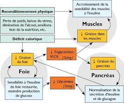 La destruction des cellules pancréatiques au niveau des ilots de. Guerison Du Diabete De Type 2 Et Education Therapeutique