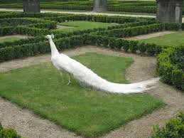 Angry birds wallpaper hd 1080p on wallpaperget com. Beautiful White Peacock In Garden Hd Bird Wallpapers Hd Wallpapers