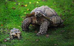 Why A Tortoise Is A Perfect Pet They Don T Need Walking Children Adore Them And They Ll Be With You For Generations But Before You Shell Out Read These Tortoise Tips Daily