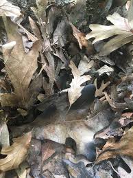 He has a huge pile of them and nothing grows on top of them. Oak Leaves For Vegetable Mulch 647413 Ask Extension