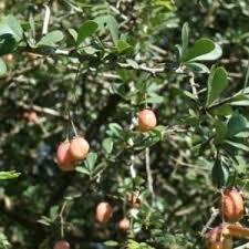 Image result for Putterlickia