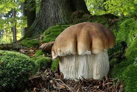 Buchen Oder Eichensteinpilz In 2020 Essbare Pilze Pilze Pilz Kunst