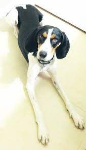 Coonhound events licensed by the ukc field operations department are designed to simulate an actual. 31 Walker Hound Ideas Walker Hound Hound Walker